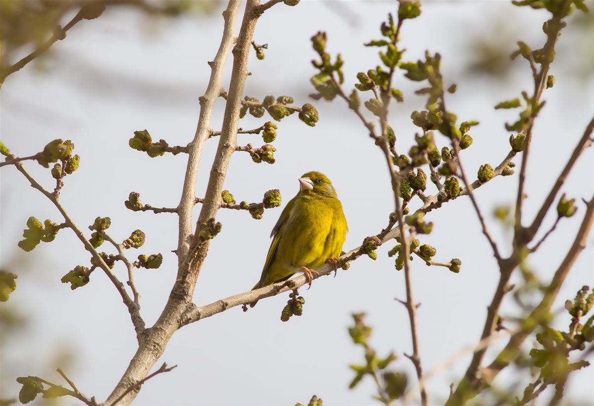European Greenfinch