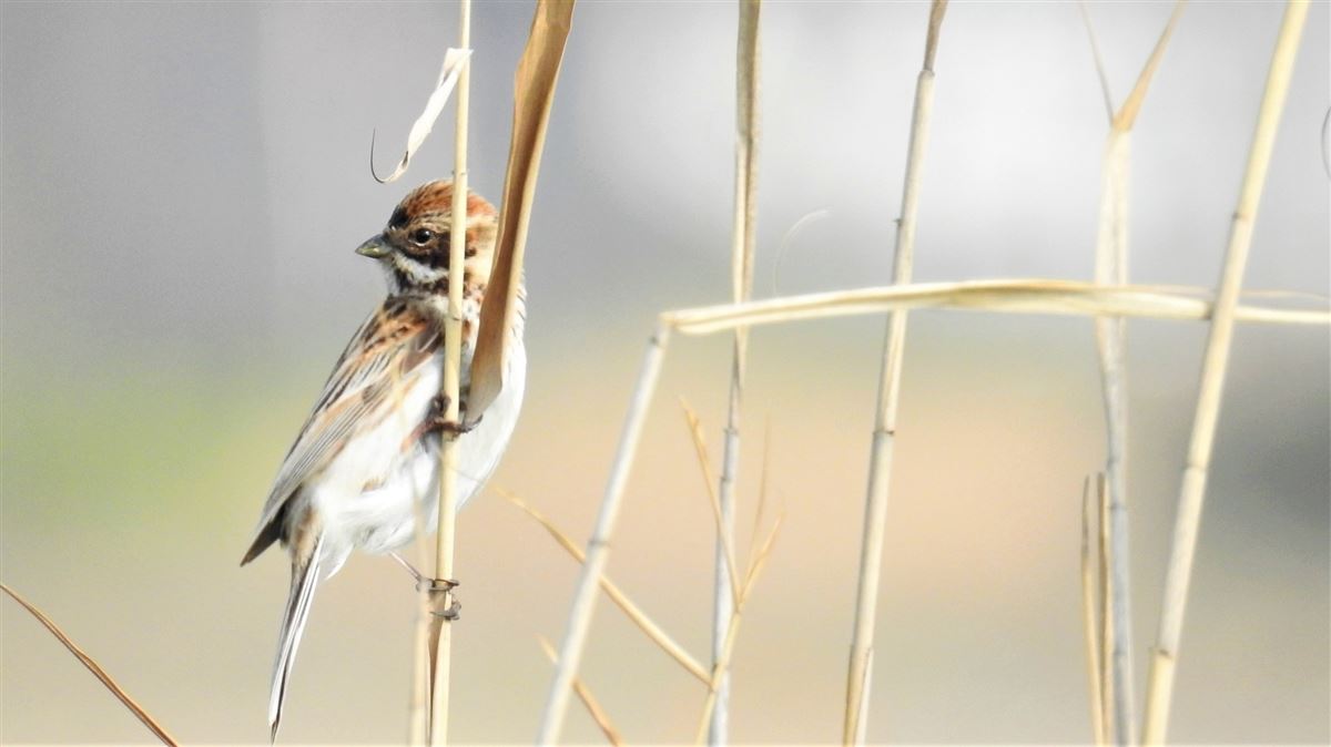 Common Reed Bunting