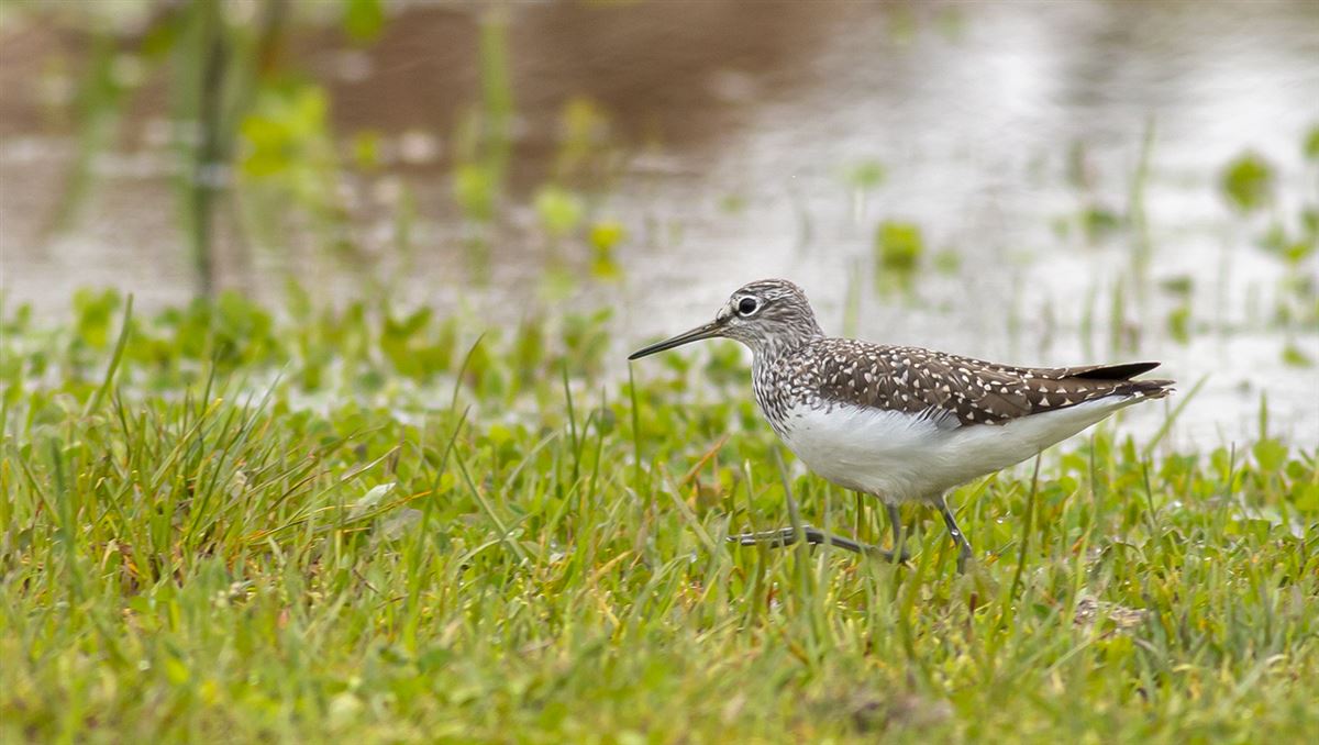 Green Sandpiper