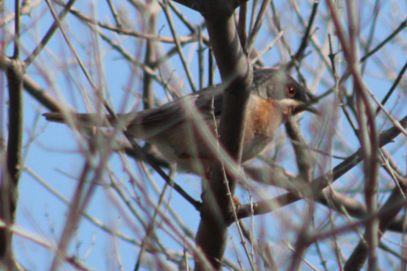 Subalpine Warbler
