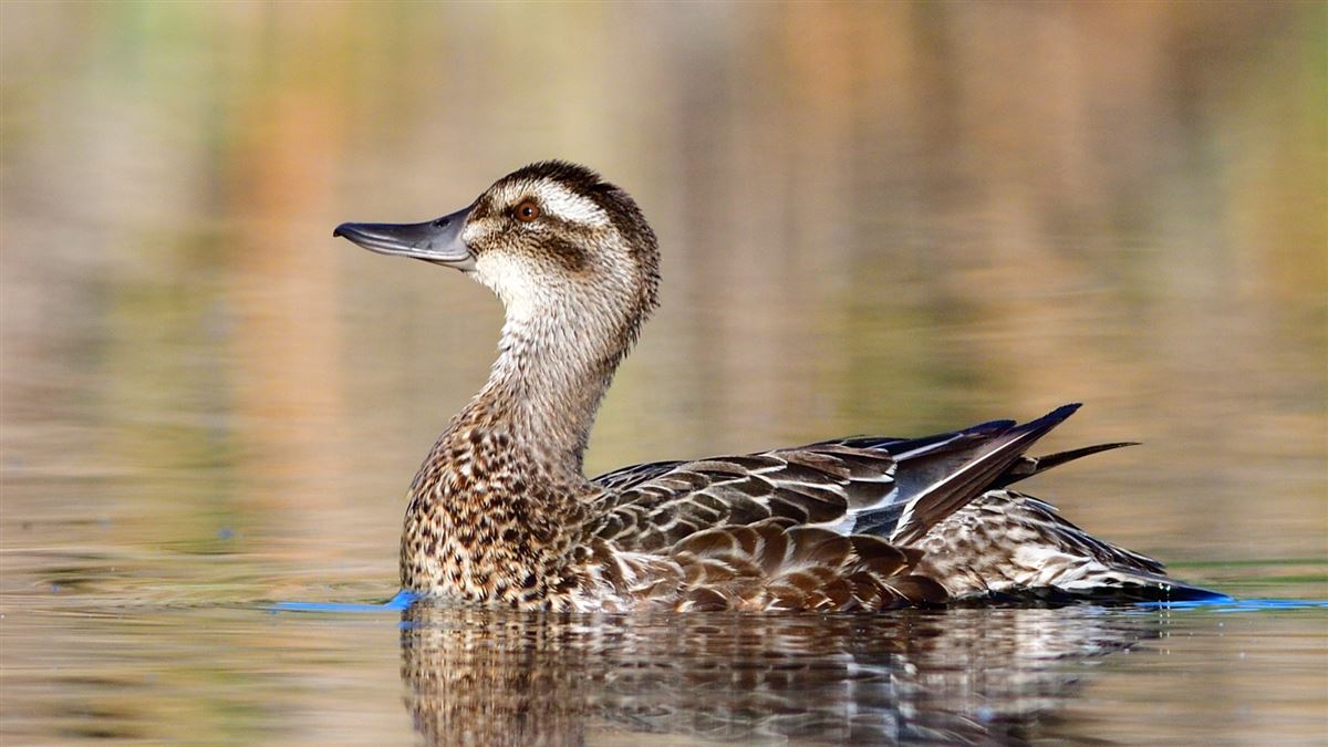 Garganey