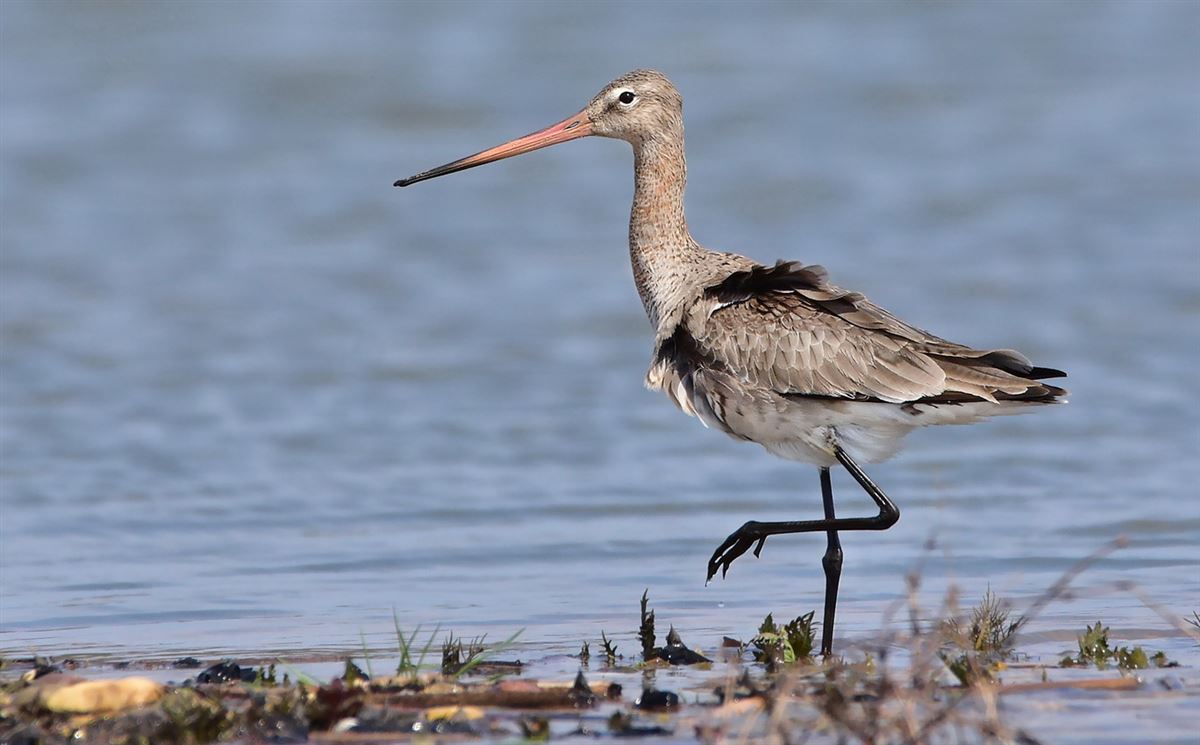 Black-tailed Godwit