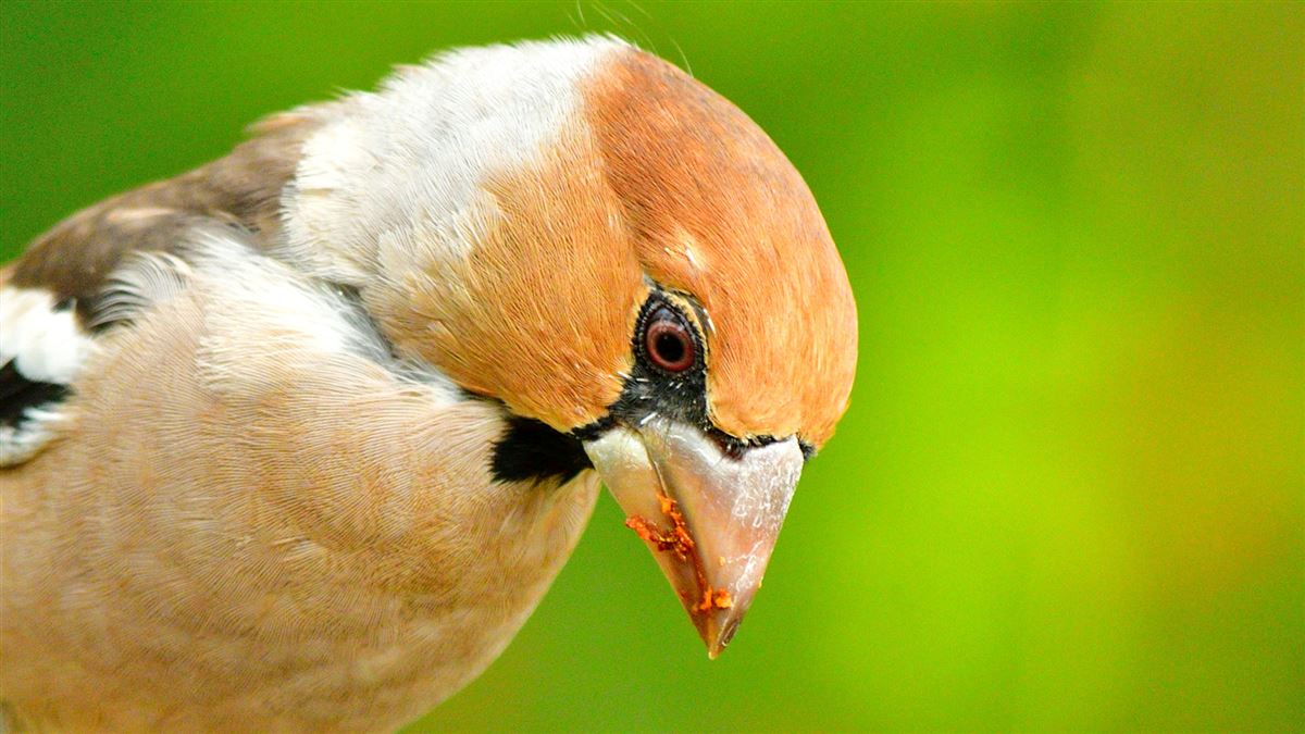Hawfinch