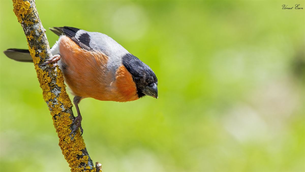 Eurasian Bullfinch