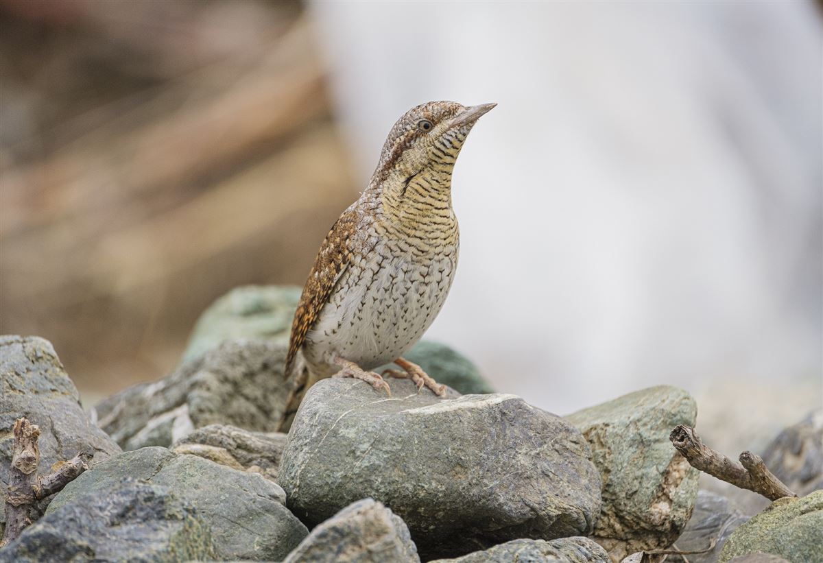 Eurasian Wryneck