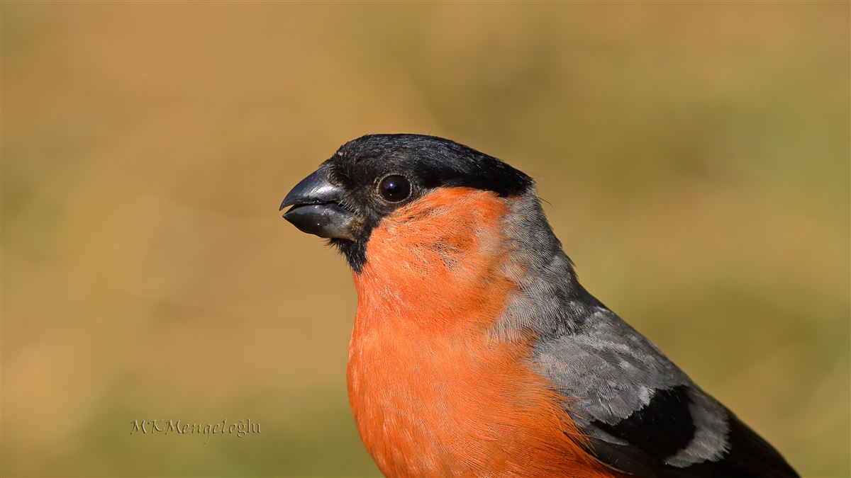 Eurasian Bullfinch