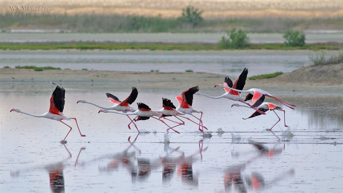 Flamingo