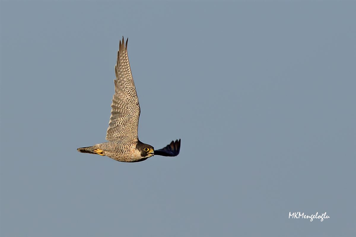 Peregrine Falcon