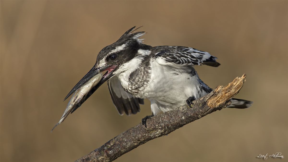 Pied Kingfisher