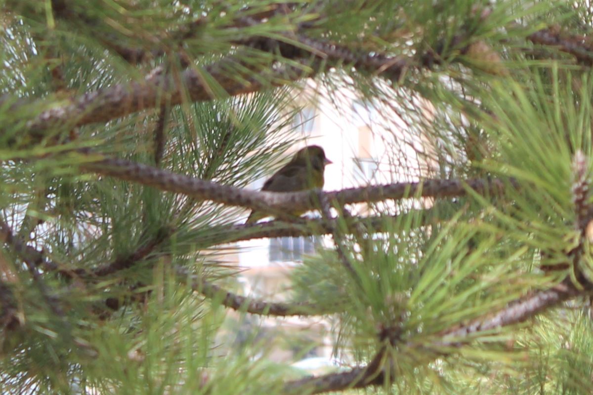 European Greenfinch