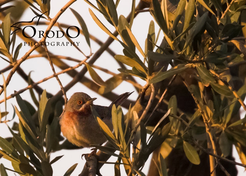 Subalpine Warbler