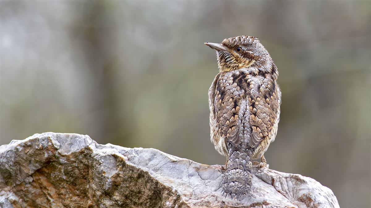 Eurasian Wryneck