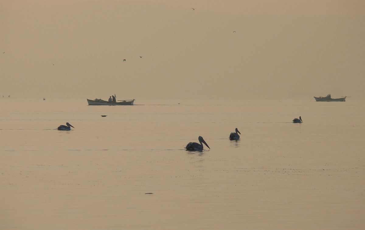 Dalmatian Pelican