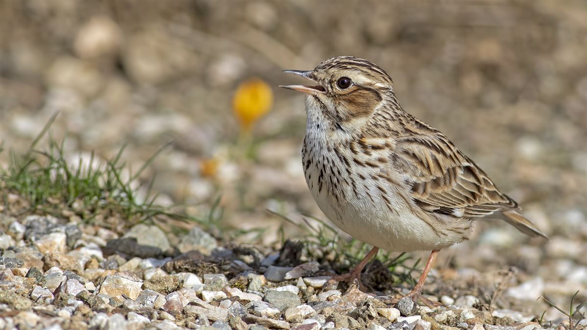 Woodlark