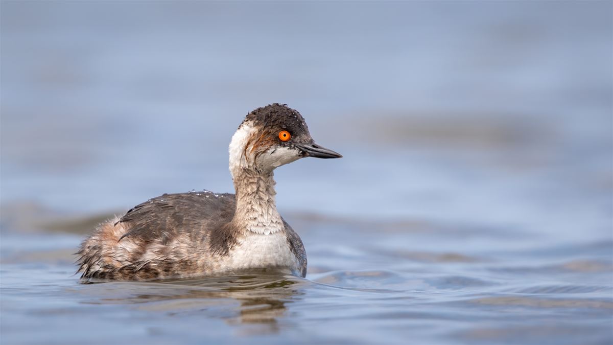 Black-necked Grebe