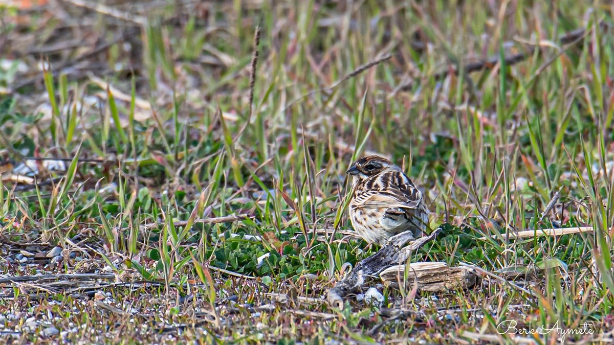 Common Reed Bunting