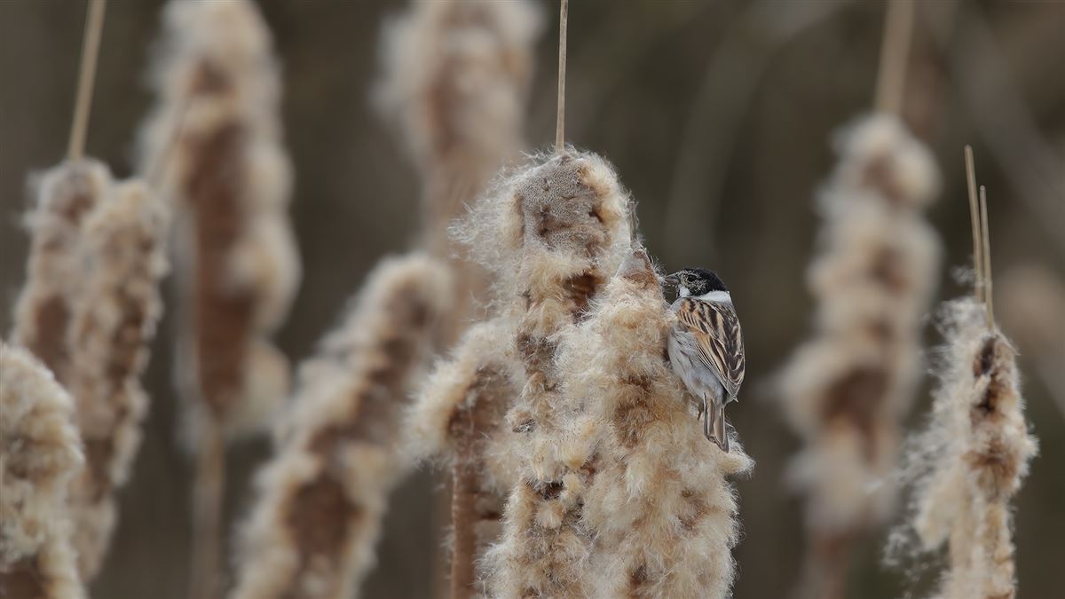 Common Reed Bunting