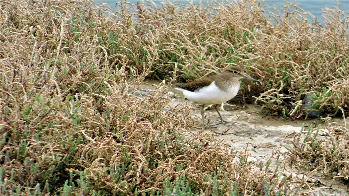 Dere Düdükçünü