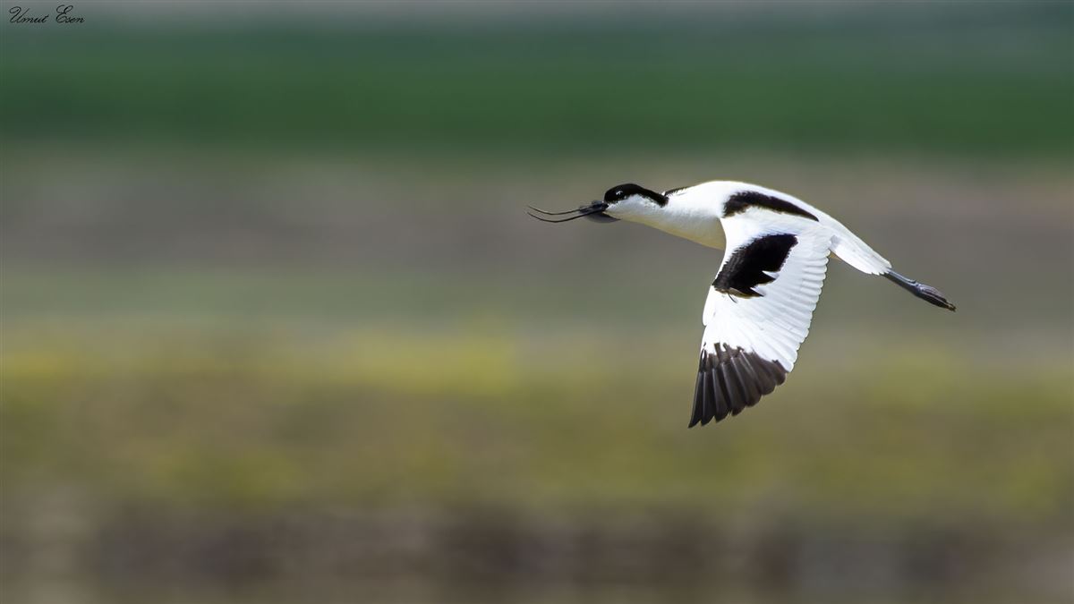 Pied Avocet