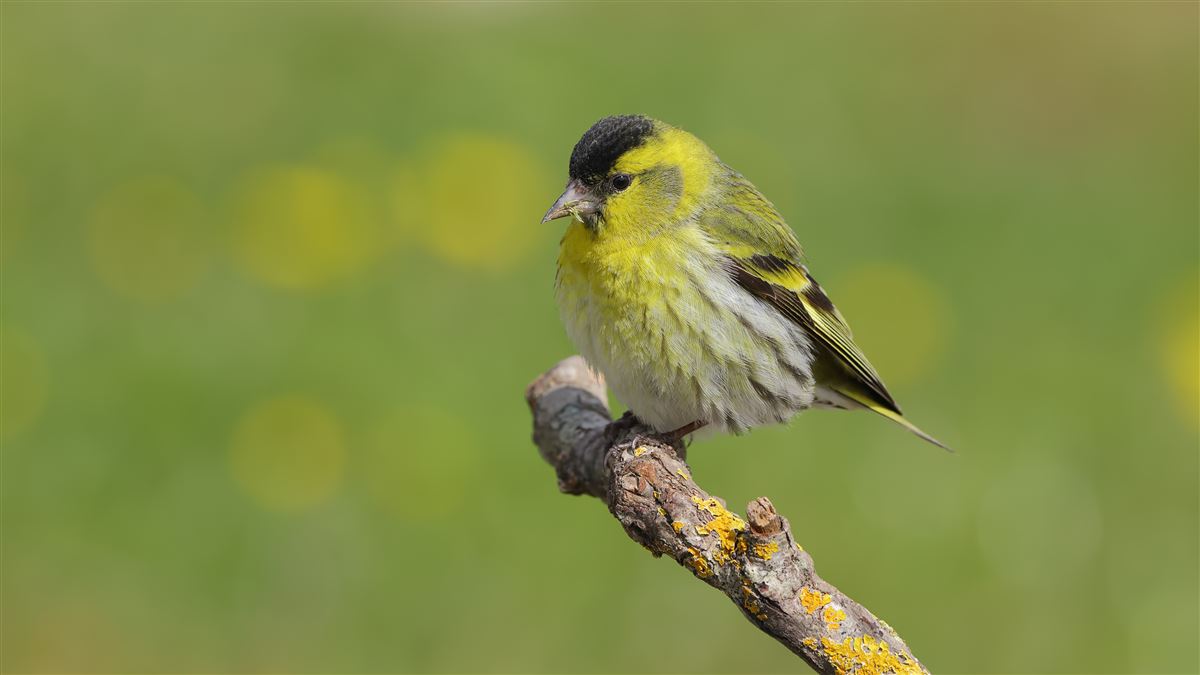 Eurasian Siskin