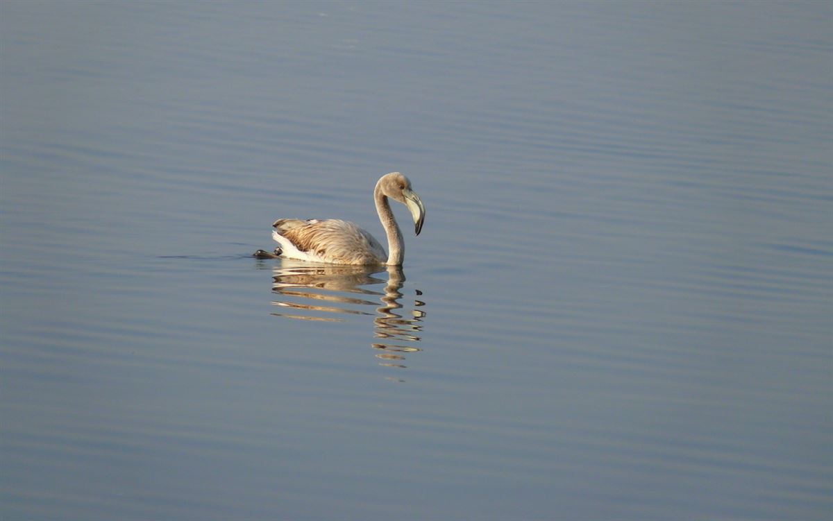 Greater Flamingo
