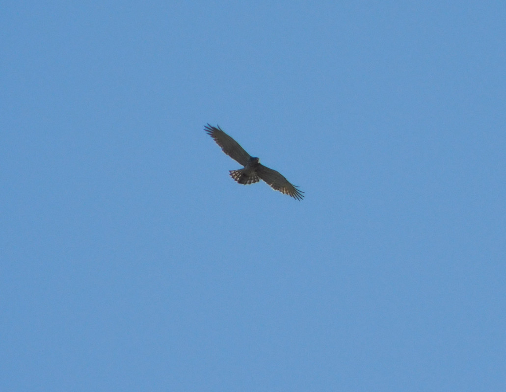 Short-toed Snake Eagle