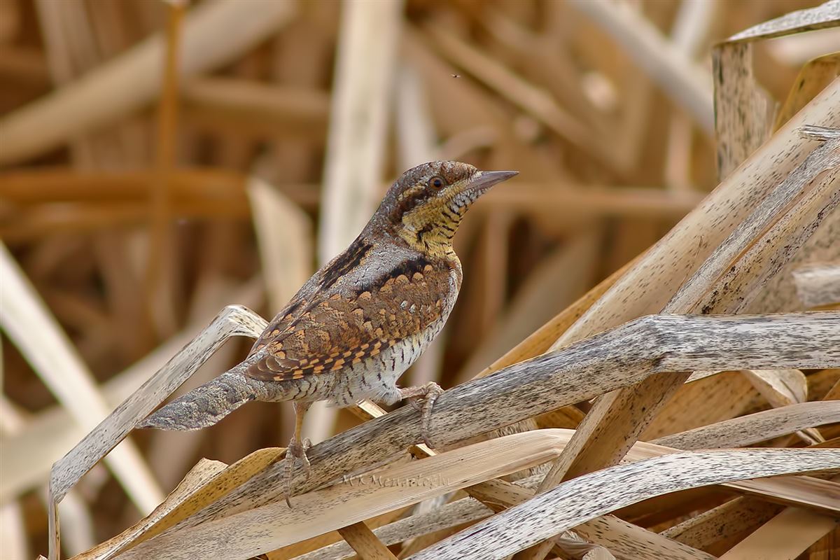 Eurasian Wryneck
