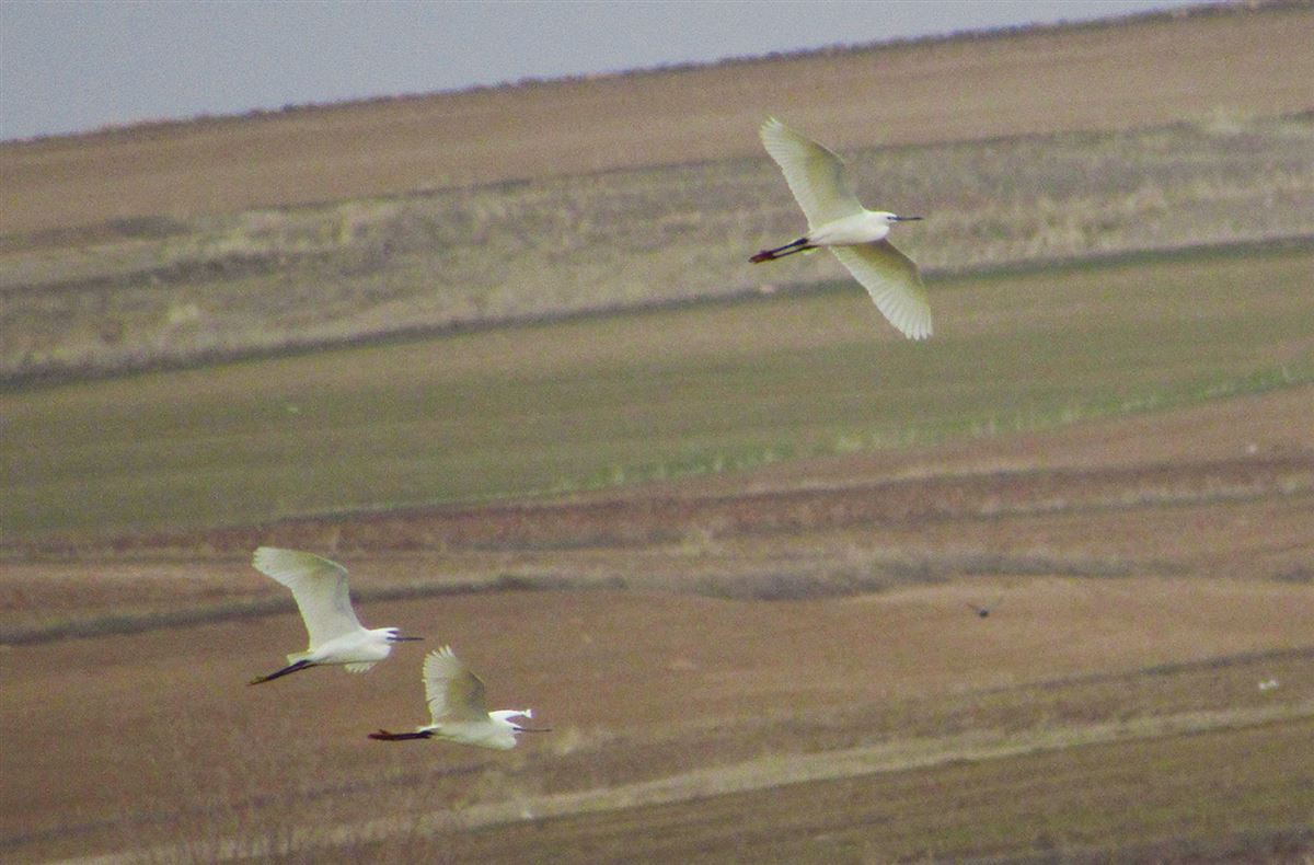 Little Egret