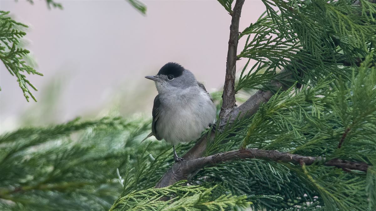 Eurasian Blackcap
