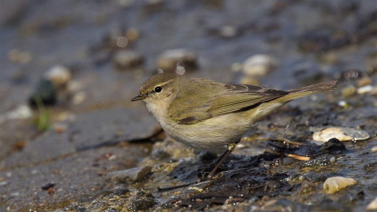 Common Chiffchaff