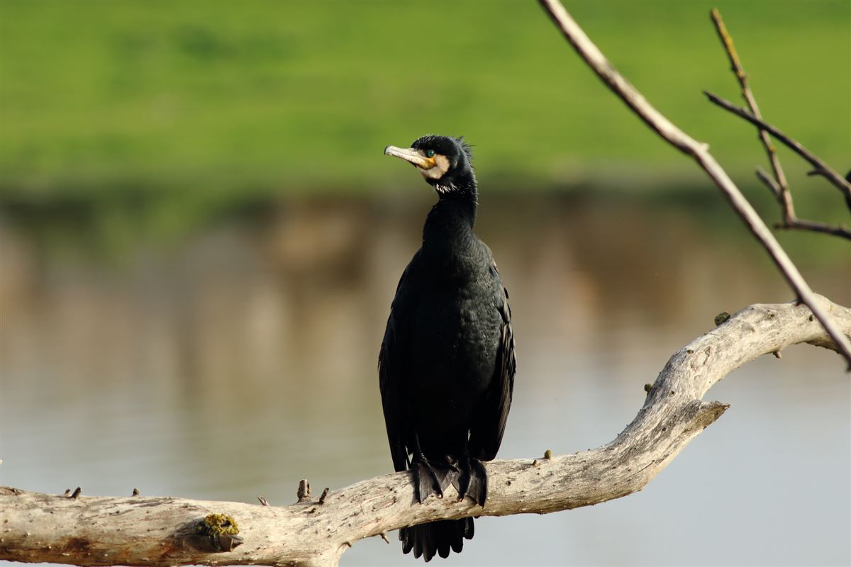 Great Cormorant