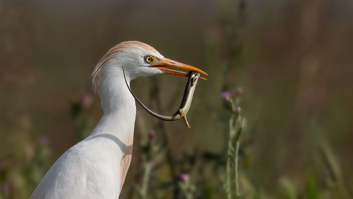 Western Cattle Egret