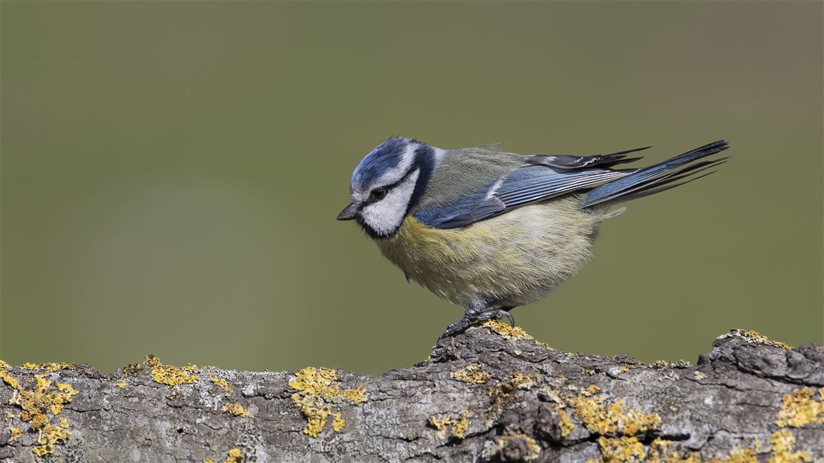 Eurasian Blue Tit