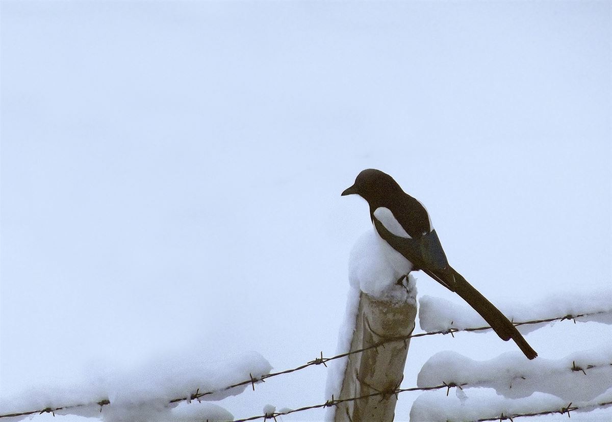 Eurasian Magpie