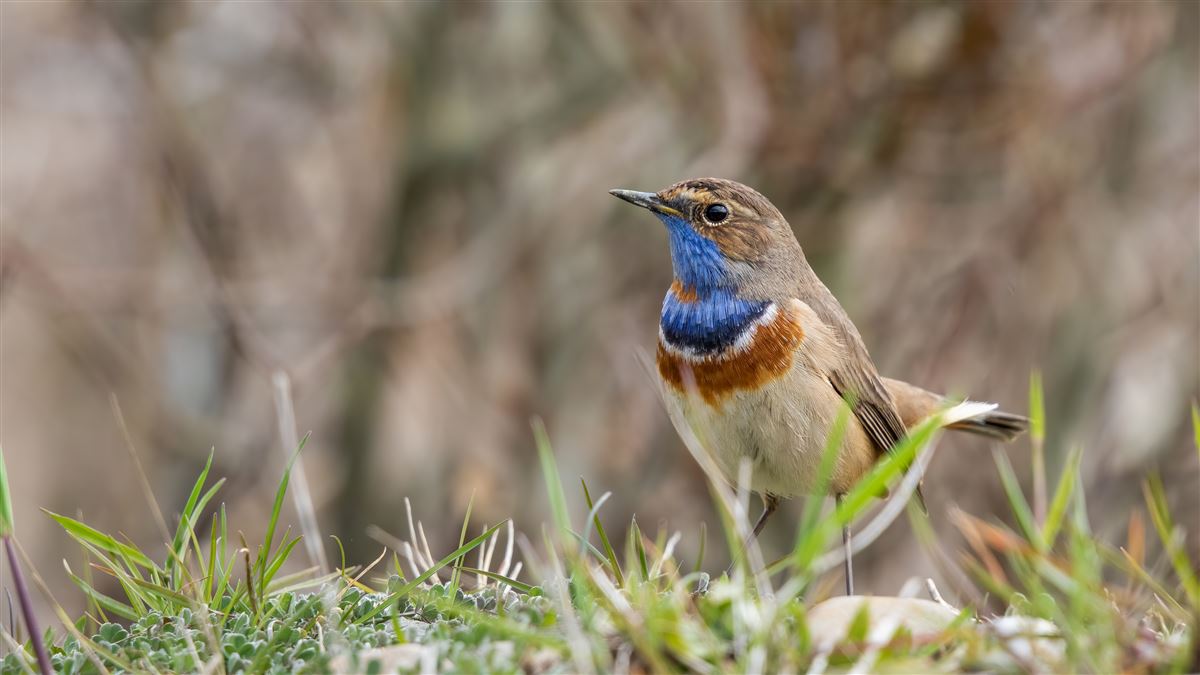 Bluethroat