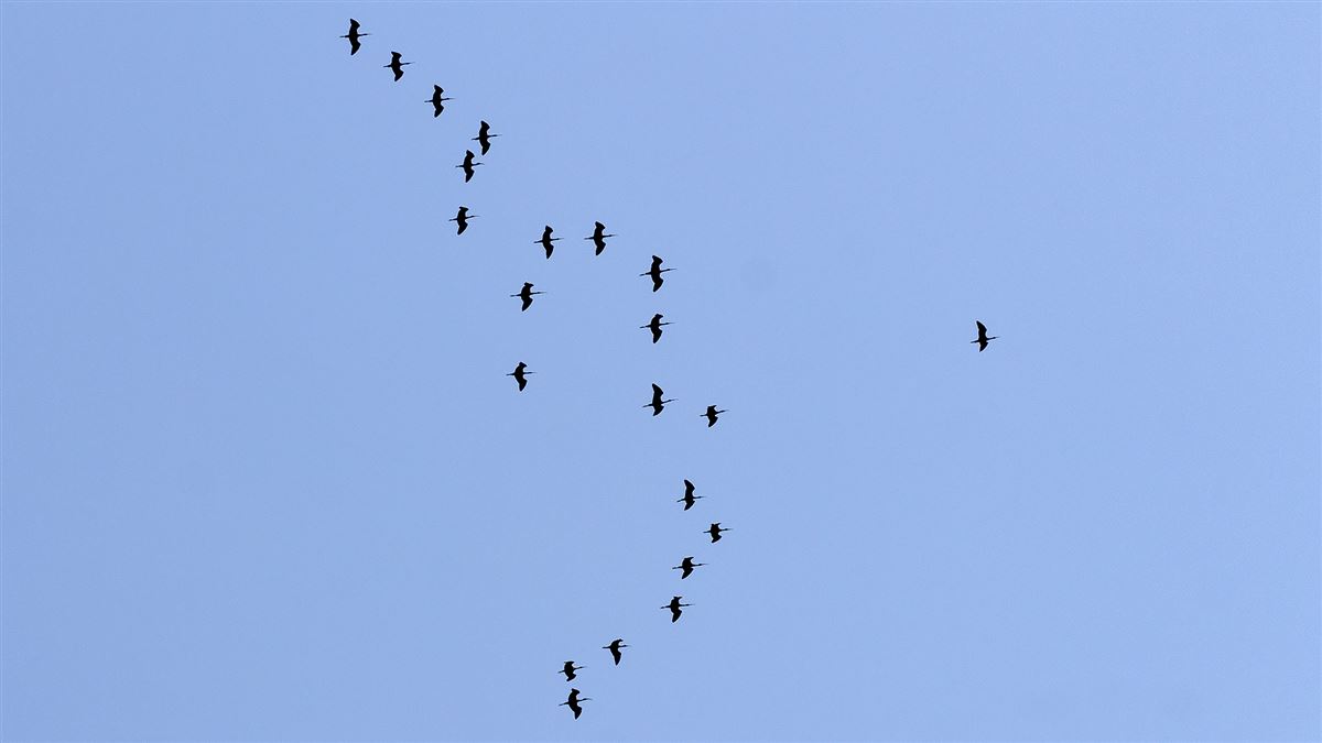 Çeltikçi