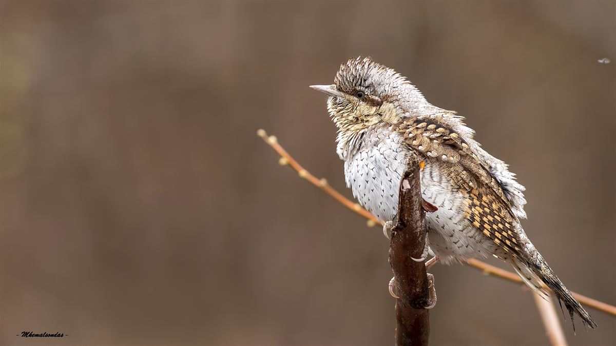 Eurasian Wryneck