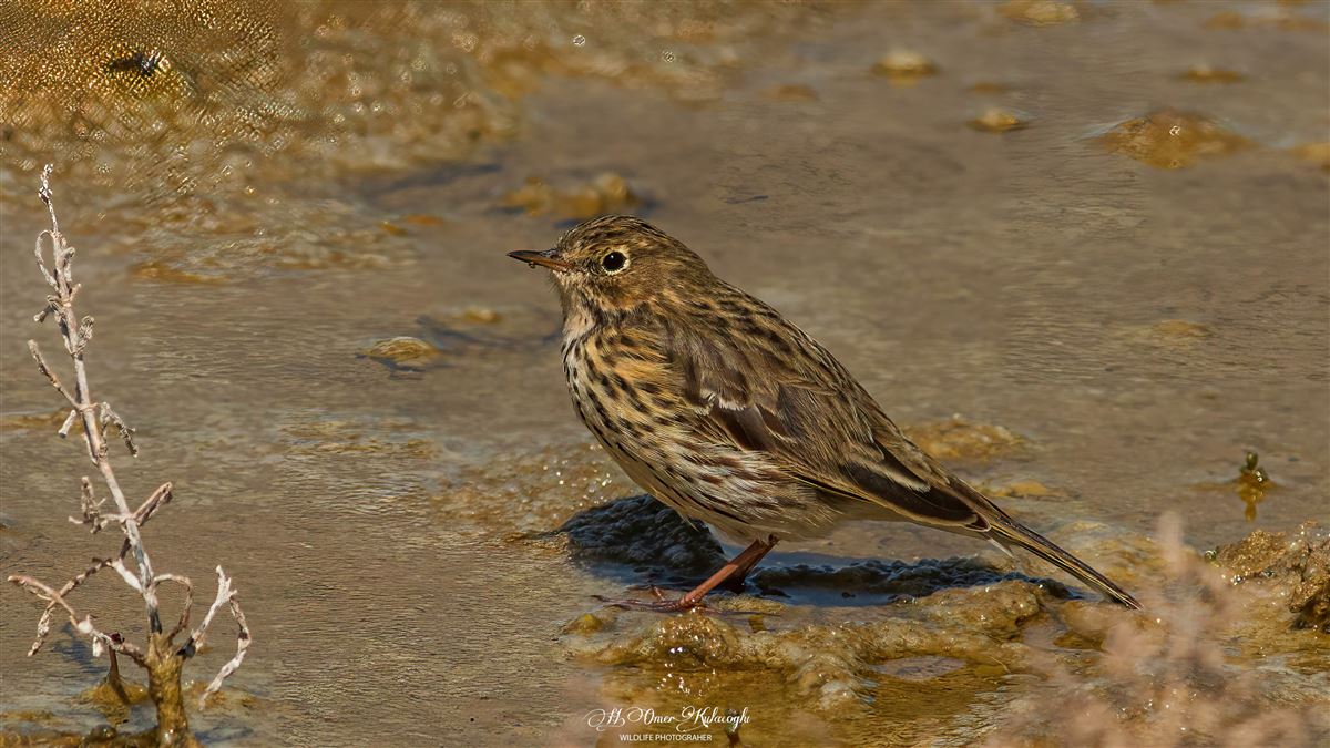 Meadow Pipit