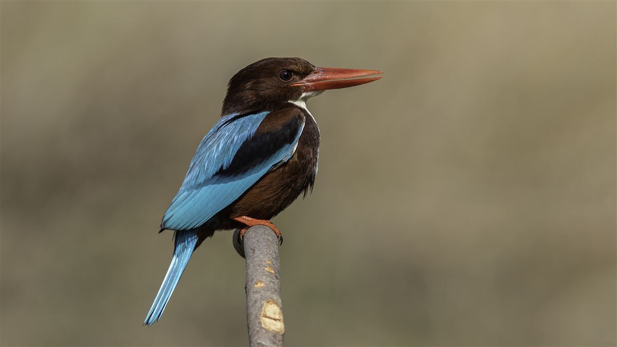 White-throated Kingfisher