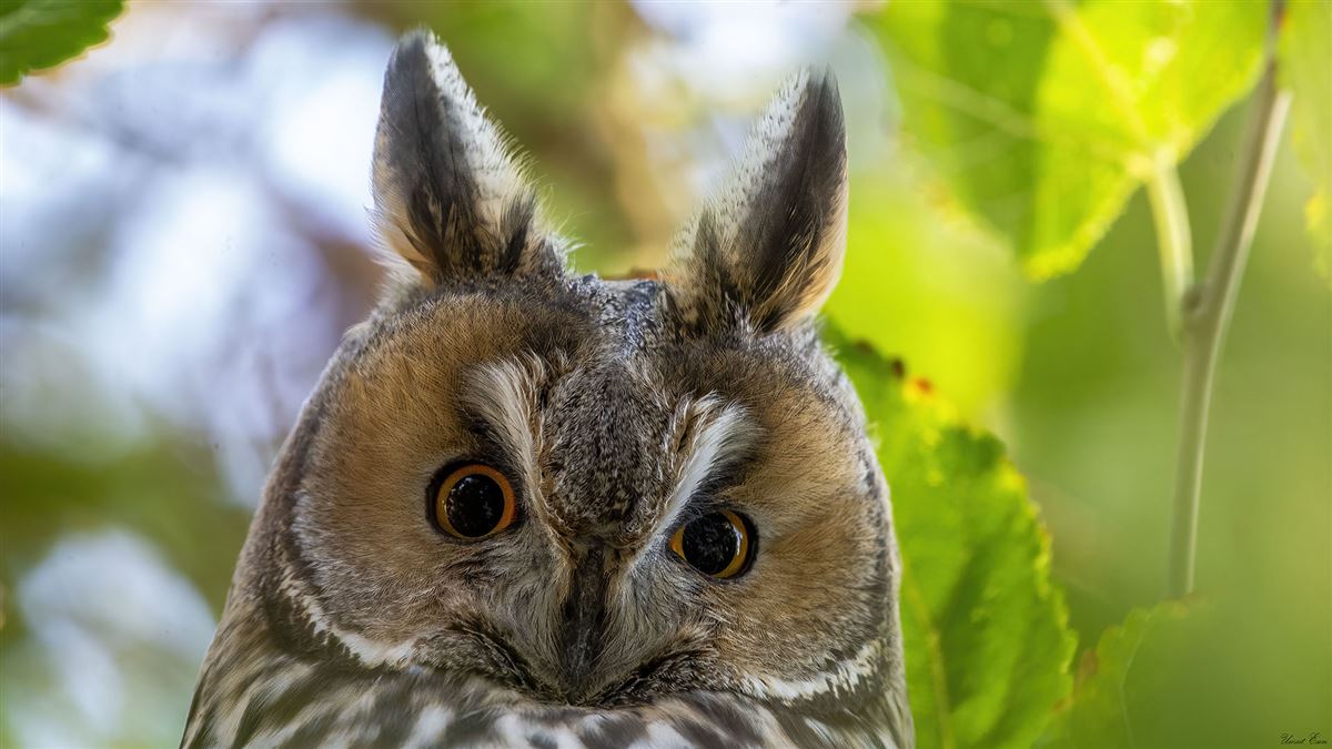 Long-eared Owl