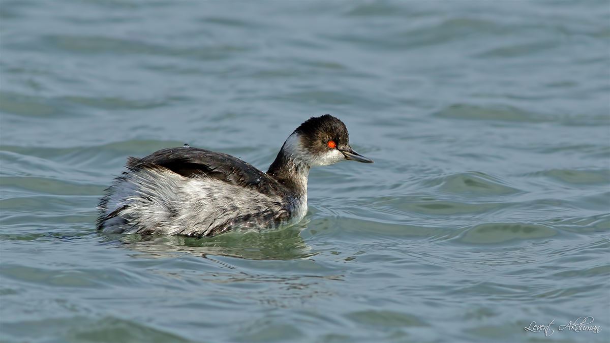Black-necked Grebe