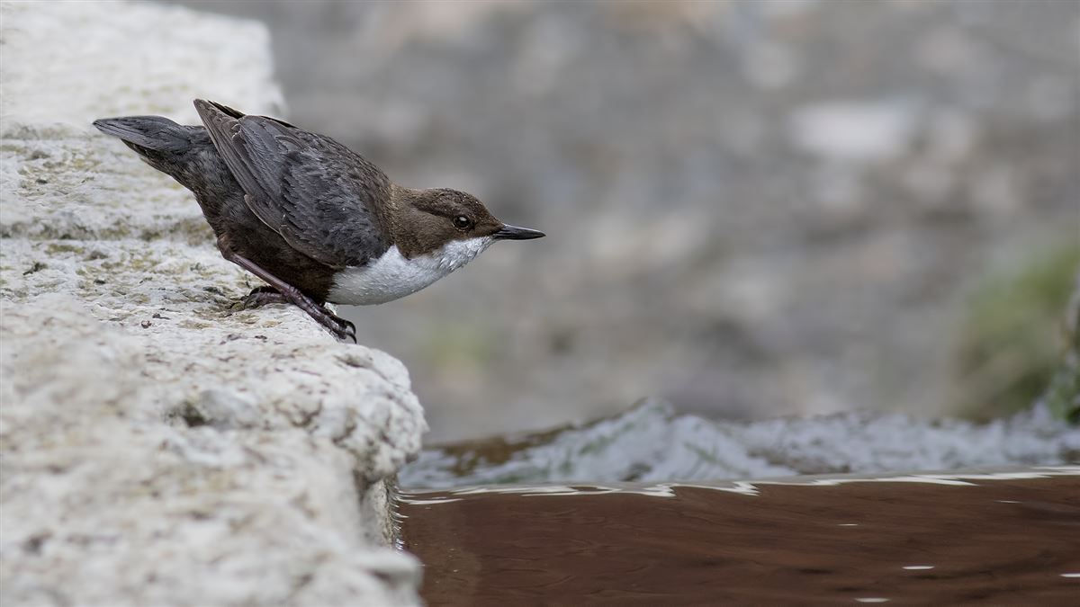 White-throated Dipper
