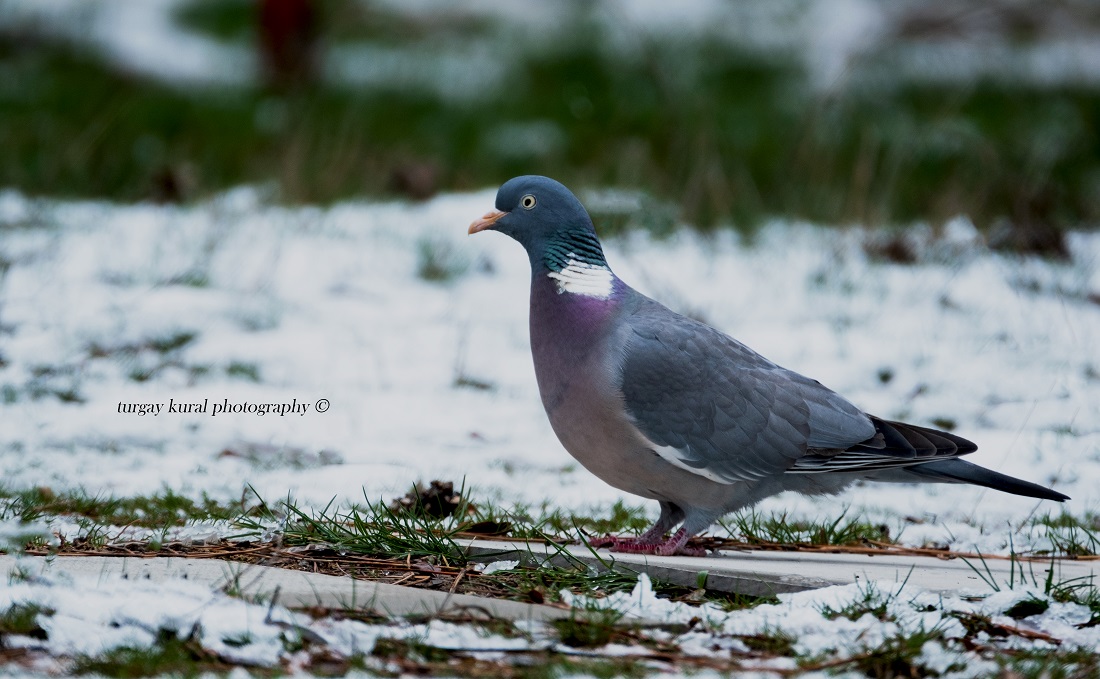 Common Wood Pigeon