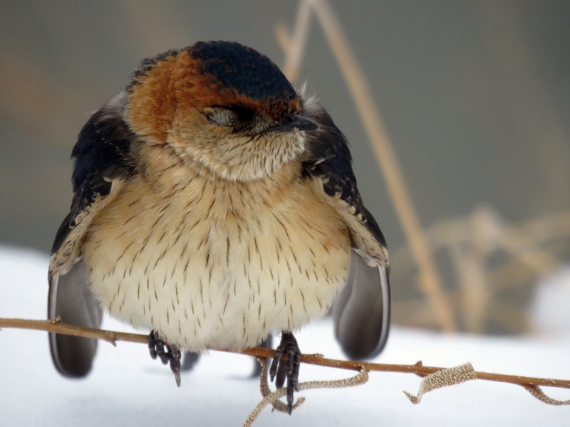 Red-rumped Swallow