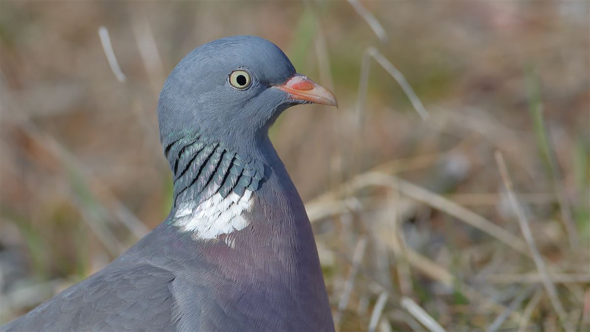 Common Wood Pigeon