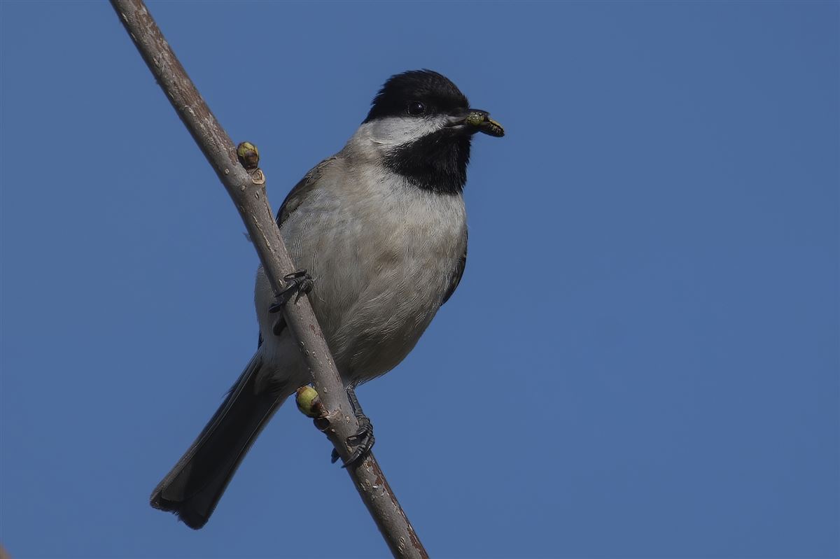 Sombre Tit