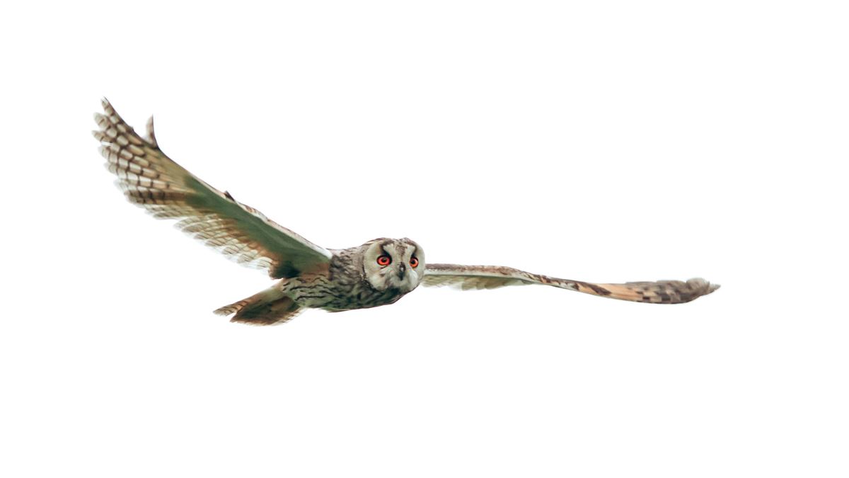 Long-eared Owl
