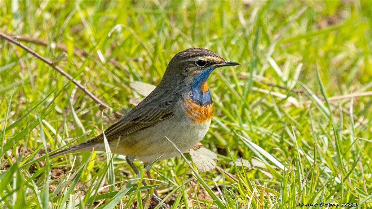Bluethroat