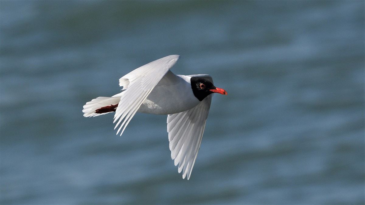 Mediterranean Gull