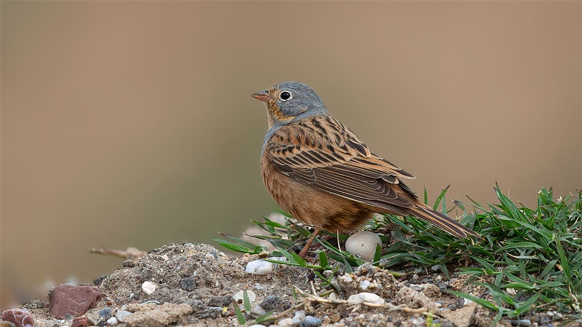 Cretzschmar`s Bunting